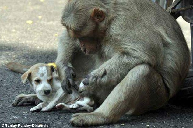 308E308C00000578-3415540-Bath_time_In_the_remarkable_tale_of_friendship_the_macaque_has_t-a-20_1453733202785