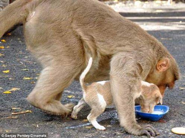 308E309000000578-3415540-Doting_When_a_bowl_of_milk_was_put_out_for_the_furry_friends_the-a-23_1453733233711