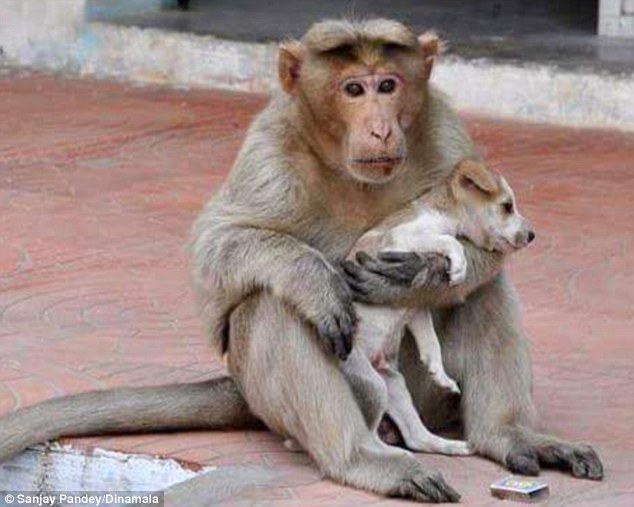 308E309800000578-3415540-Family_A_rhesus_macaque_monkey_in_the_southern_India_state_of_Ta-a-21_1453733210533