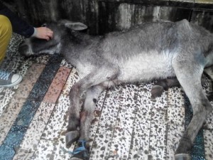 a-donkey-dies-in-the-center-of-albania-capital-city-citizens-react-harshly-2__880