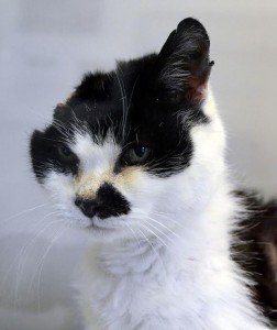 A cat is lucky to be alive - because she only has half a head.Stray Holly used up all her nine lives when vets found a tumour behind her ear.She survived the operation - but was left without a right ear and missing a large part of her head.© WALES NEWS SERVICE