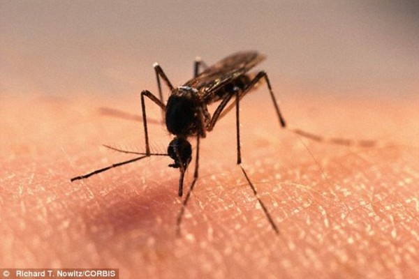 SHBA/ Diagnostikohet personi i parë me virusin ZIKA të transmetuar seksualisht