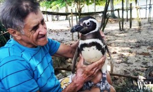 joao-and-penguin-2