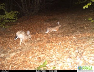 Lepuri-i-egër-Lepus-europaeus