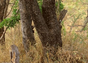 Camo-Animals-by-Art-Wolfe-10-634x453