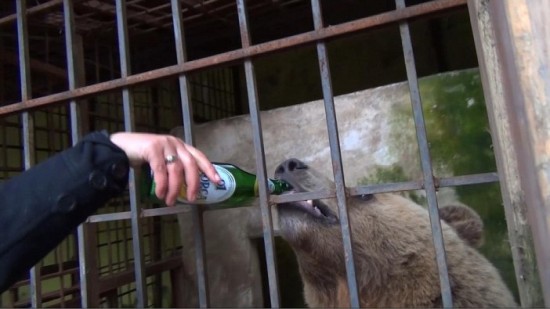 Albania, Burrel, Ulza | 2016 04 | Bear Tomi drinking beer at Restaurant Uji i Ftohte in village Ulza.