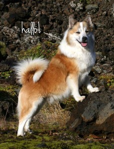 iceland-dog