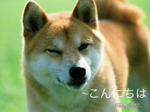 japanese-dog-612x459