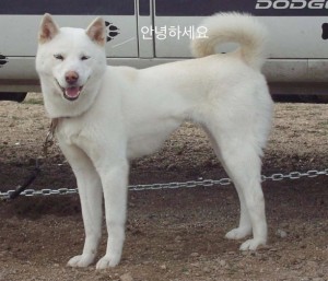 korean-dog-612x524