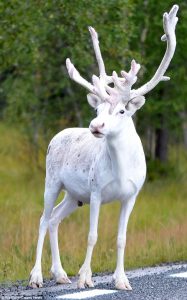 39B0F57A00000578-0-A_rare_white_reindeer_has_been_spotted_on_the_edge_of_a_forest_i-a-20_1477395047512