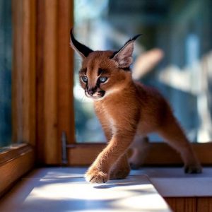 auto_cute-baby-caracals-1-57fb57c17ee61__7001476197884