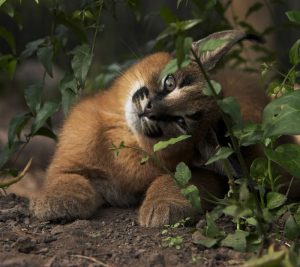 cute-baby-caracals-25-57fb79bbac45d__7001476197888