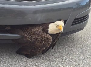 A bald eagle in Clay County, Florida that got stuck in the grille of a car is reportedly okay, according to authorities.