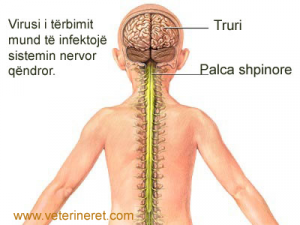 terbimiii