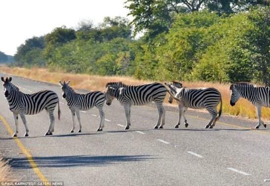 3A5BF22B00000578-3936354-Why_did_the_zebra_cross_the_road_A_herd_is_photographed_near_the-a-4_1479166185402