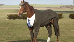 160314144430-tweed-horse-5-horse-standing-alone-super-169