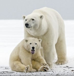 240FD71500000578-2874277-The_adorable_polar_bear_cub_sticks_out_its_tongue_in_front_of_th-m-5_1418639549623