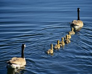 Family of Animals Cute Happy Road Trip365