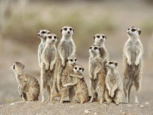 meerkat-happy-family-animals-f-4236