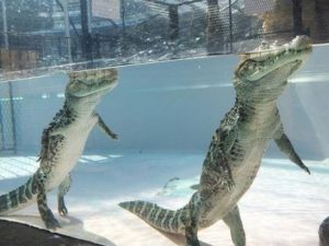 10229860-alligators_can_walk_perfectly_upright_under_water_640_03-1484632591-650-d2858d8e3e-1484941429