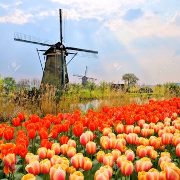 29086615-Classic-Dutch-windmills-with-orange-tulips-and-sunbeams-Netherlands-Stock-Photo