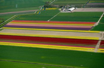 flower-fields-aerial-photography-netherlands-normann-szkop-74