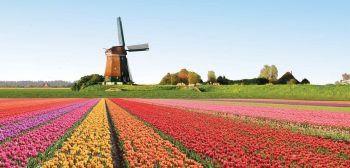 holanda-tulipanes