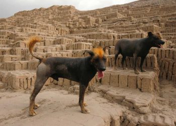 Peruvian-Hairless-Dog