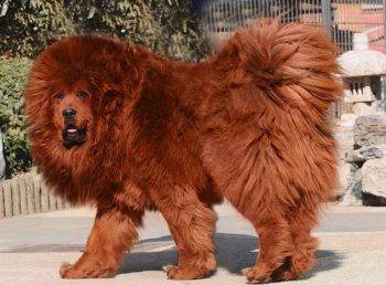 Tibetan-Mastiff