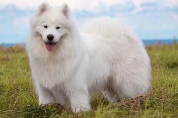 bigstock-Samoyed-Puppy-73982956