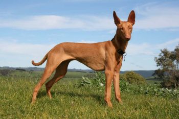 pharaoh-hound-14