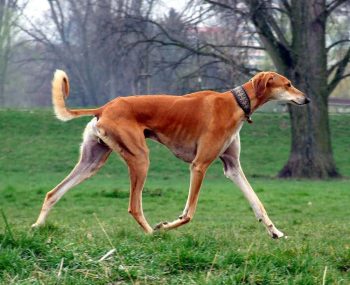 saluki