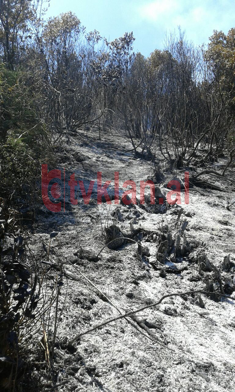 Foto/ Digjet mali pranë Tiranës për të hapur parcela droge