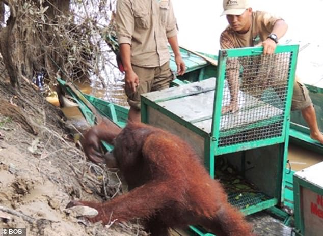 Orangutangun e detyronin të punonte si skllave seksi për fermerët