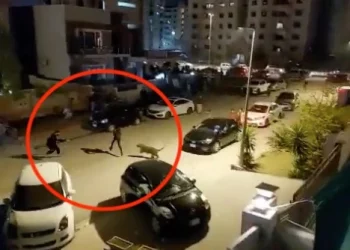 VIDEO/ Leopardi i ikën pronarit nga shtëpia dhe sulmon njerëzit në rrugë