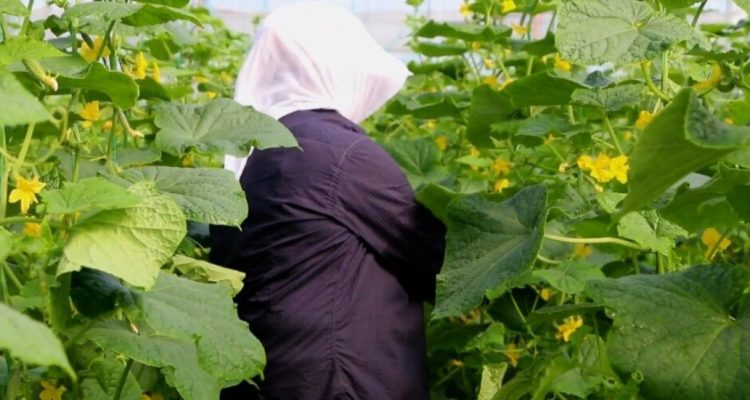 Shqipëri, gratë në bujqësi rrugëtim mes vështirësive