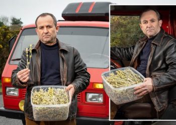 Ngatërruan çajin e malit me kanabisin, policia arreston shqiptarin në Angli