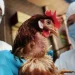 Në këtë shtet është zbuluar rasti i parë i gripit të shpendëve tek njeriu