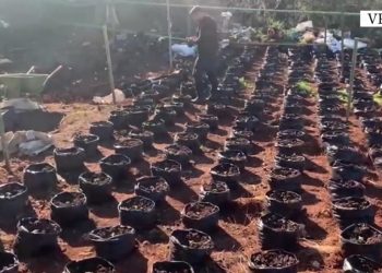 Zbulohen mbi 2000 fidanë kanabisi në Velipojë, arrestohet i dyshuari kryesor