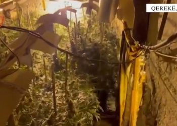Video/ Zbulohen 2 shtëpi bari në Krujë, arrestohen 2 vëllezër