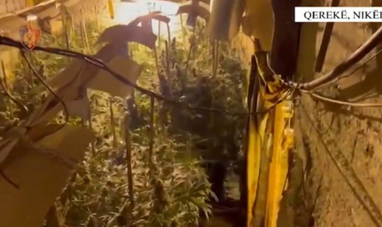 Video/ Zbulohen 2 shtëpi bari në Krujë, arrestohen 2 vëllezër