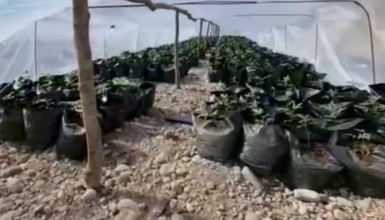 Koplik/ Zbulohen 27 sera kanabisi, 20 metra në thellësi të një krateri