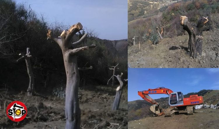 Me vendim gjykate e hipotekë, qytetarit i zaptojnë pronën: Më rrafshuan ullishten