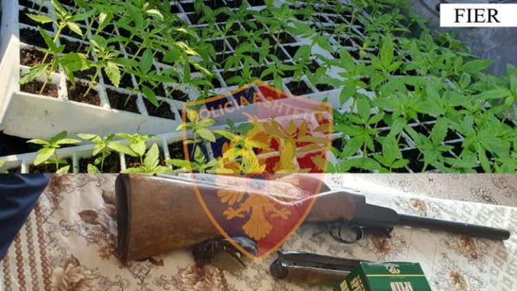 U gjenden në banesë 182 fidanë kanabis, arrestohet gruaja në Fier, në kërkim bashkëshorti