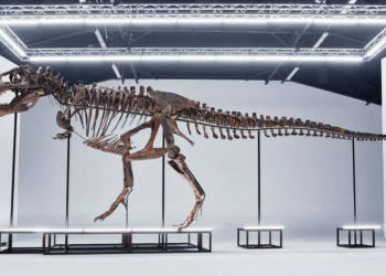 Shitet për 6.2 milionë dollarë skeleti i dinozaurit T-rex