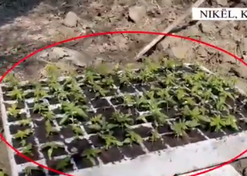 Operacion në Nikël, zbulohen mijëra fidanë kanabis mes pyjeve