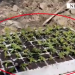 Operacion në Nikël, zbulohen mijëra fidanë kanabis mes pyjeve