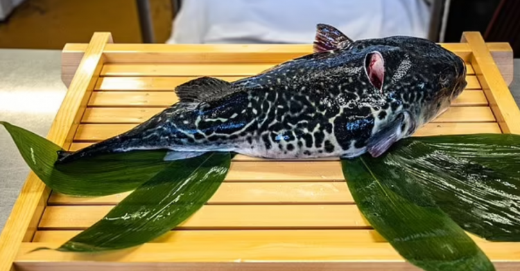 Kishin ngrënë peshk helmues në Malajzi, burrë e grua ndërrojnë jetë njëri pas tjetrit