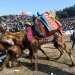 Turqi/ Ja kush është gruaja e parë e prezantuar në arenat e mundjes së deveve