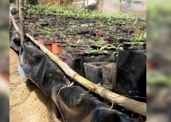 Video/ Zbulohet sera me 500 fidanë kanabisi në Roskovec